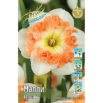 2032 Шоу-Бокс Нарцисс Малли 12/14 50 шт