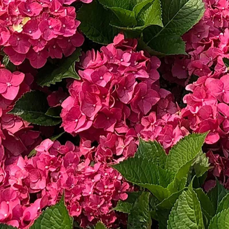 Гортензия Крупнолистовая Мася P9 Садовита