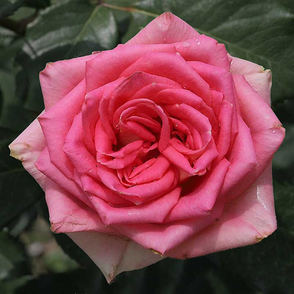 Роза чайно-гибридная Тамерлан Садовита