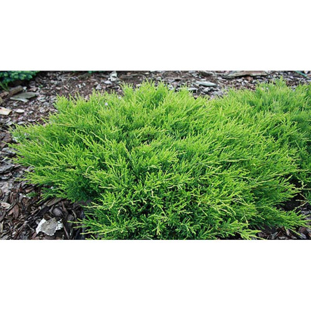 Можжевельник Juniperus Horizontalis Andorra Compact P9 ,шт Садовита 9295