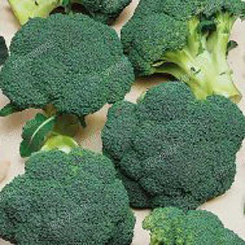 Капуста брокколи Айронмен (Нидерланды) Каприс