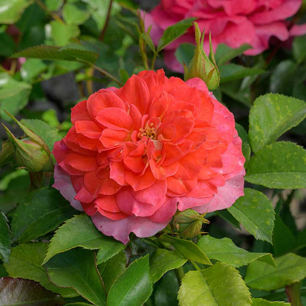 Роза шраб (английская) Кристофер Марлоу Садовита