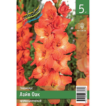 Гладиолус Лайв Оак 10/12 5 Эконом шт 