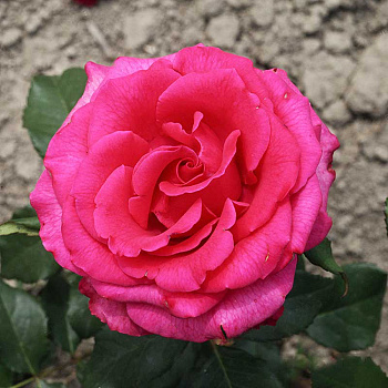 Роза чайно-гибридная Топаз Садовита