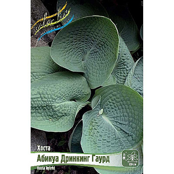 Хоста Абикуа Дринкинг Гаурд 1 n 25 шт Биг-пак 5898