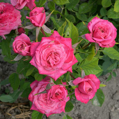 Роза Спрей Маргарита Садовита