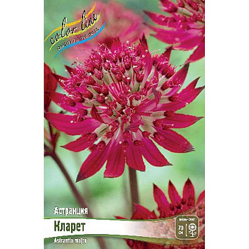 Астранция Кларет I 1 шт