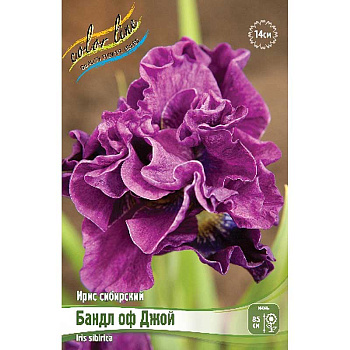 Ирис Сибирский Бандл Оф Джой I 25 шт Биг-пак 9704