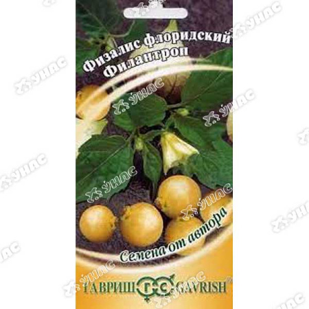 Физалис Филантроп Гавриш Ц