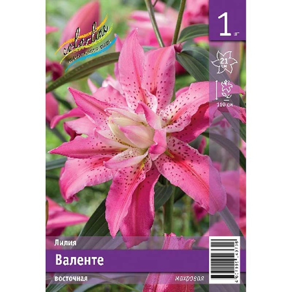 Лилия Валенте 12/14 1 Эконом шт 