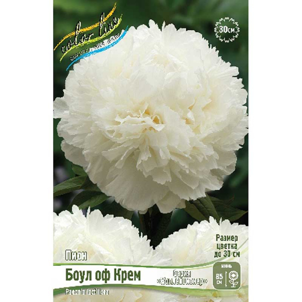 Пион Боул Оф Крем 2/3 n 1 шт