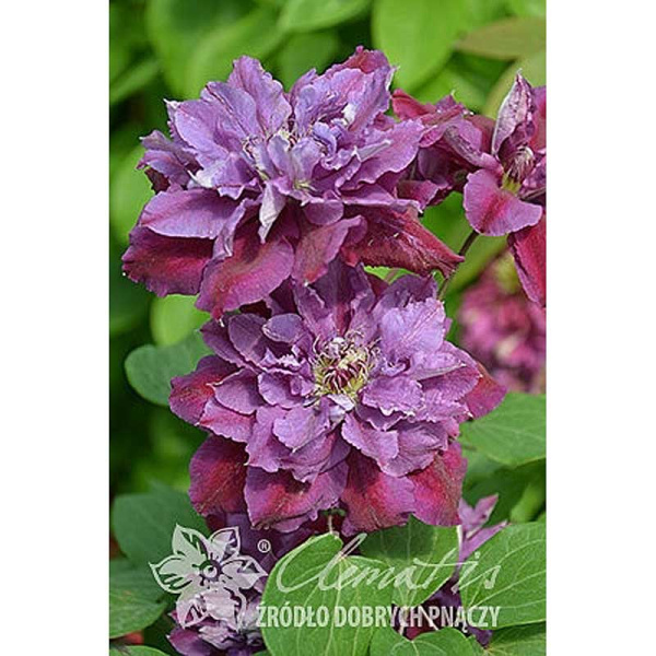 Клематис Бёрсдей Гёрл P9