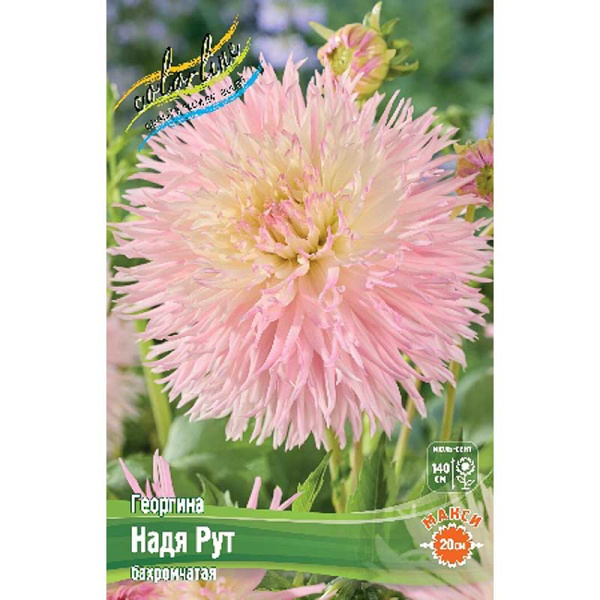 Георгина Надя Рут I 15 шт Шоу-бокс 9108