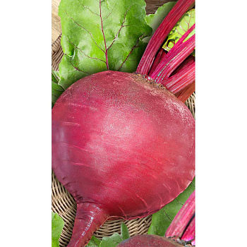 Свекла Бордо односемянная 2гр Садовита Ц