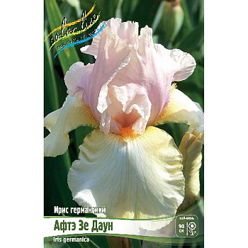 Ирис Германский Афтэ Зе Даун I 25 шт Биг-пак 5716