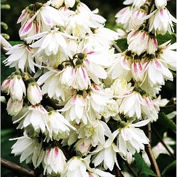 Дейция Шершавая Прайд Оф Рочестер P9