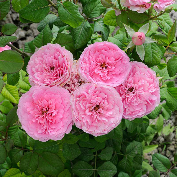 Роза Чайно-гибридная Жардино Дель Аморе Садовита