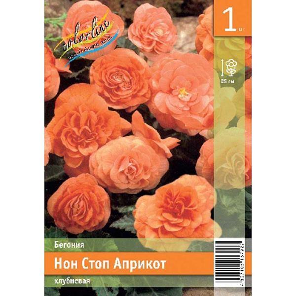Бегония Нон Стоп Априкот 5/6 1 Эконом шт 