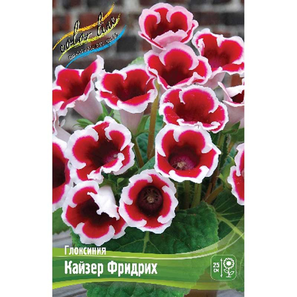Глоксиния Кайзер Фридрих 5/6 50 шт Шоу-Бокс 8877