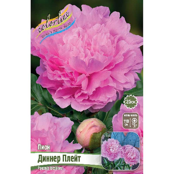 Пион Диннер Плейт 2/3 n 10 шт Биг-Пак 11613