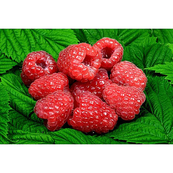 Малина Глен Ди P12 шт