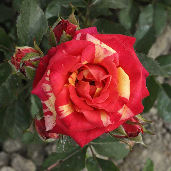 Роза спрей Файер Флэш Садовита