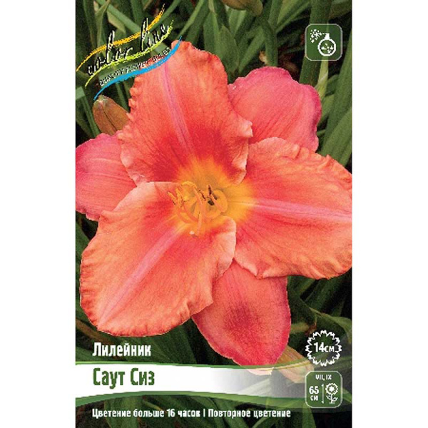 Лилейник Саут Сиз I 25 шт Биг-пак 7892