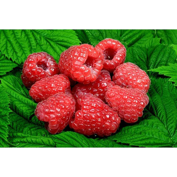 Малина Глен Ди P12 шт