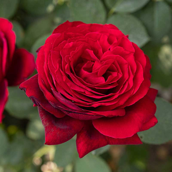 Роза чайно-гибридная Адмирал Садовита