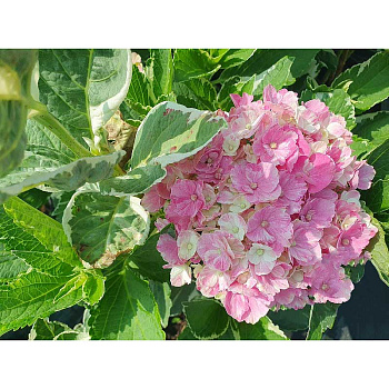 4731 Гортензия Крупнолистовая Мэджикал Парти Тайм P12 ,шт