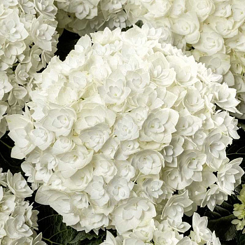 4693 Гортензия Крупнолистовая Флоренсия P12 ,шт