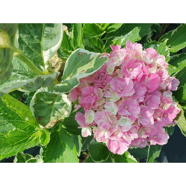 4731 Гортензия Крупнолистовая Мэджикал Парти Тайм P12 ,шт