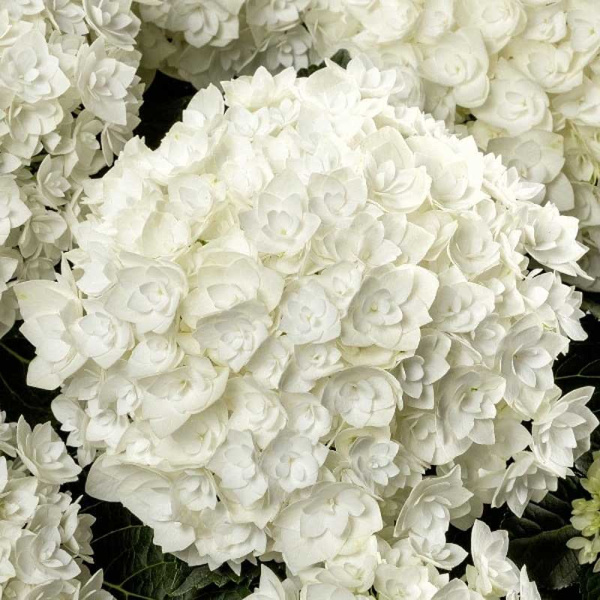 4693 Гортензия Крупнолистовая Флоренсия P12 ,шт