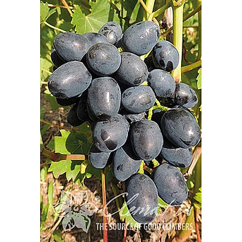 5334 Виноград Плодовый Антрацит P9 ,шт