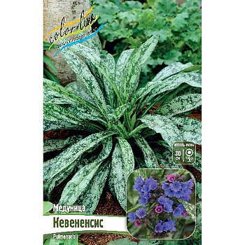 Медуница Кевененсис 2/3 n 1 шт