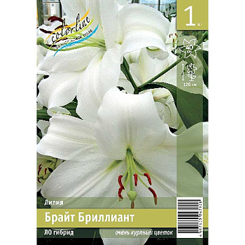 Лилия Брайт Бриллиант 12/14 1 Эконом шт 