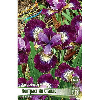 Ирис Сибирский Контраст Ин Стайлс I 25 шт Биг-пак 82