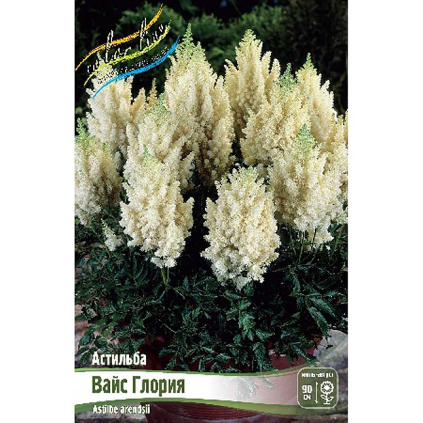 Астильба Вайс Глория 2/3 n 1 шт