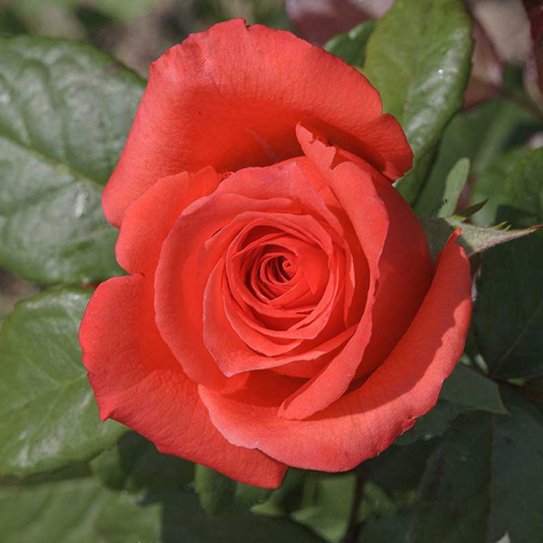 Роза чайно-гибридная Корвет Садовита