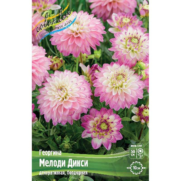 Георгина Мелоди Дикси I 15 шт Шоу-бокс 9550