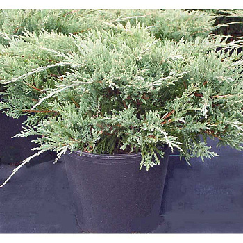 10428 Можжевельник Горизонтальный Хьюджес P9 15-20 ,шт