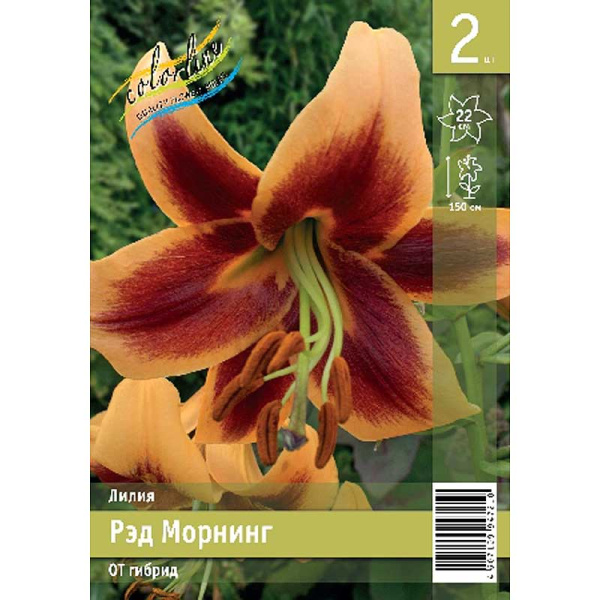 Лилия Рэд Морнинг 12/14 2 Эконом шт