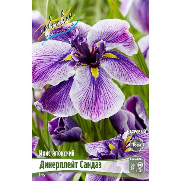 Ирис Мечевидный Динерплейт Сандаэ I 1 шт