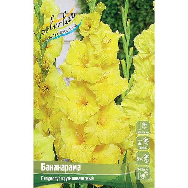 Гладиолус Бананарама 10/12 100 шт Шоу-Бокс 16148 