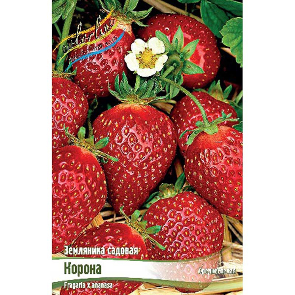 8220 Биг-Пак Земляника Садовая Корона A 100 шт 