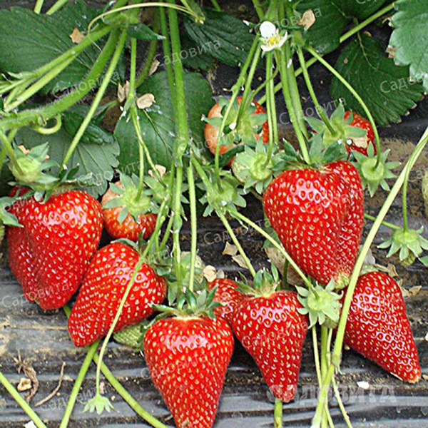 Земляника садовая Сирия (цена за 40 шт) ОСП