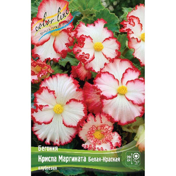Бегония Криспа Маргината Белая-Красная 5/6 3 шт