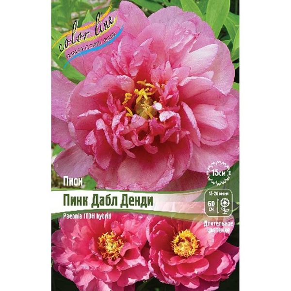 Пион Ито-Гибрид Пинк Дабл Денди 2/3 n 10 шт Биг-пак 9736 