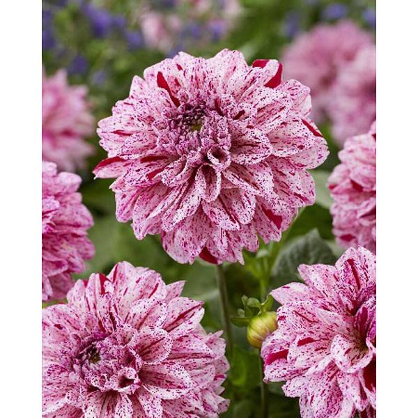 11422 Шоу-Бокс Георгина Гоу Гоу Спеклед I 15 шт 