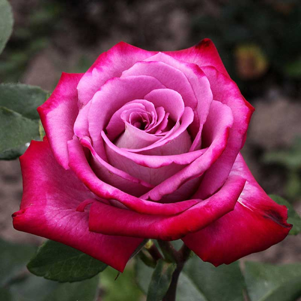 Роза чайно-гибридная Парадайз Садовита